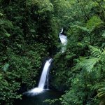 CR_AL_MONTEVERDE CLOUD FOREST